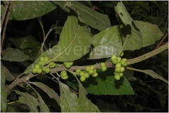 Agrostistachys indica